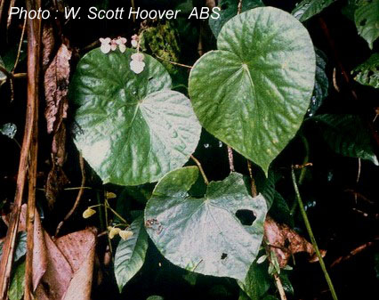 B. muricata